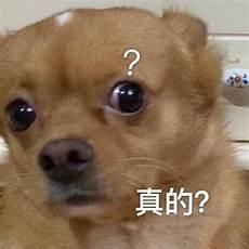 狗狗表情包